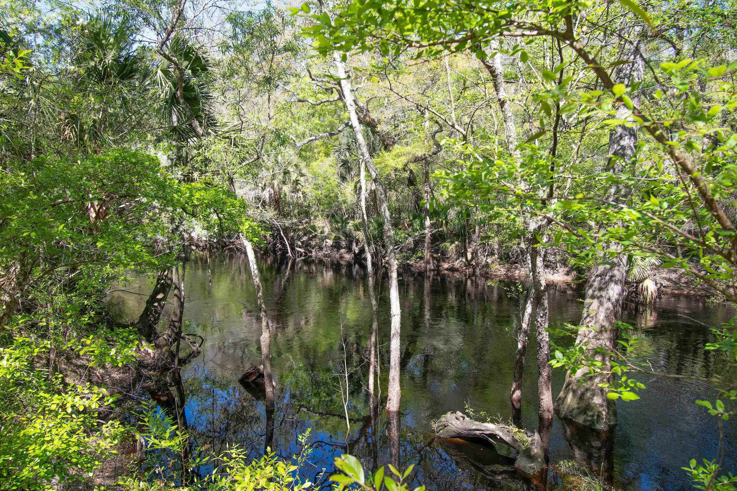 17600 Aucilla River Estates Road, LAMONT, Florida image 21