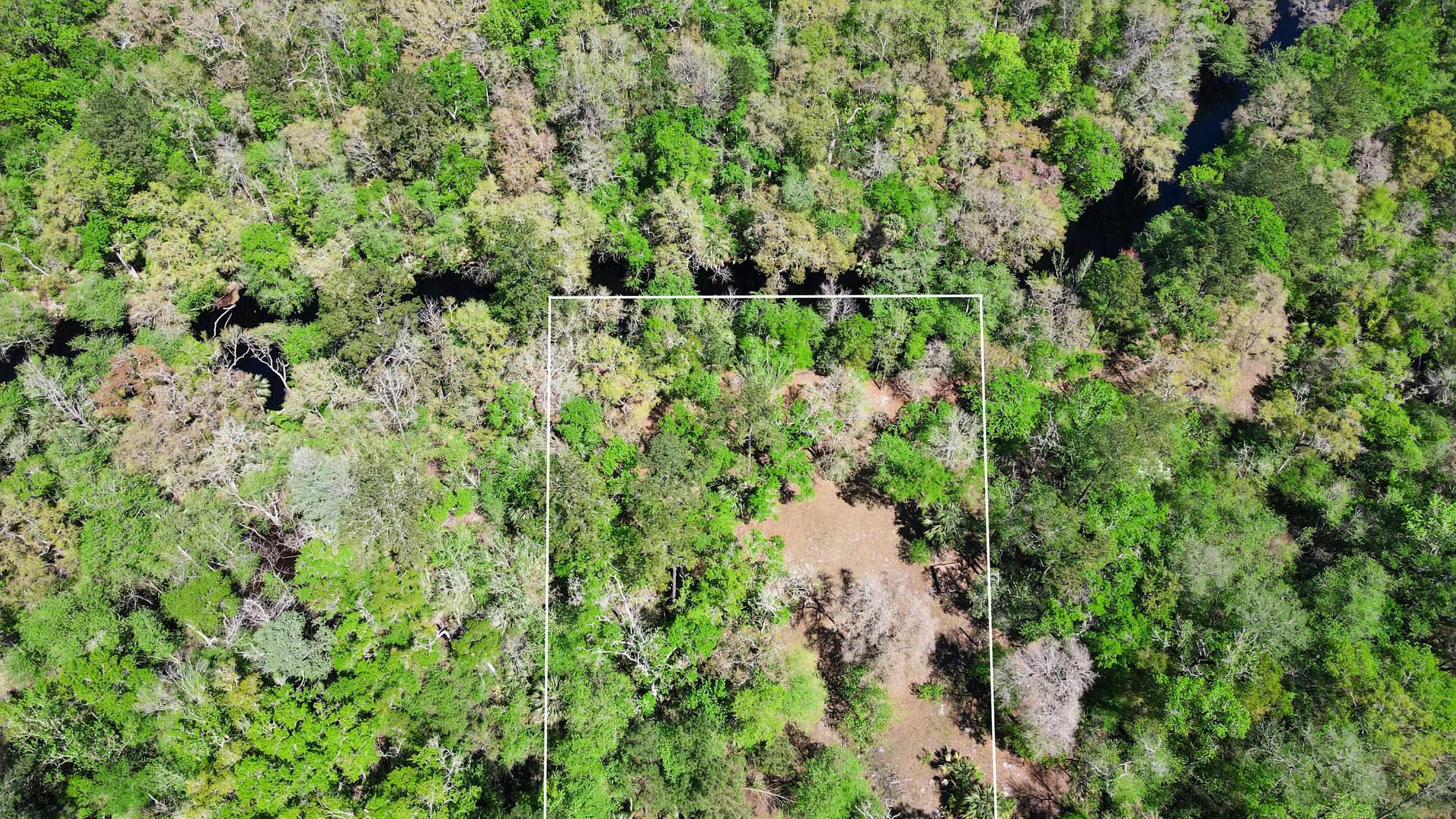 17600 Aucilla River Estates Road, LAMONT, Florida image 3