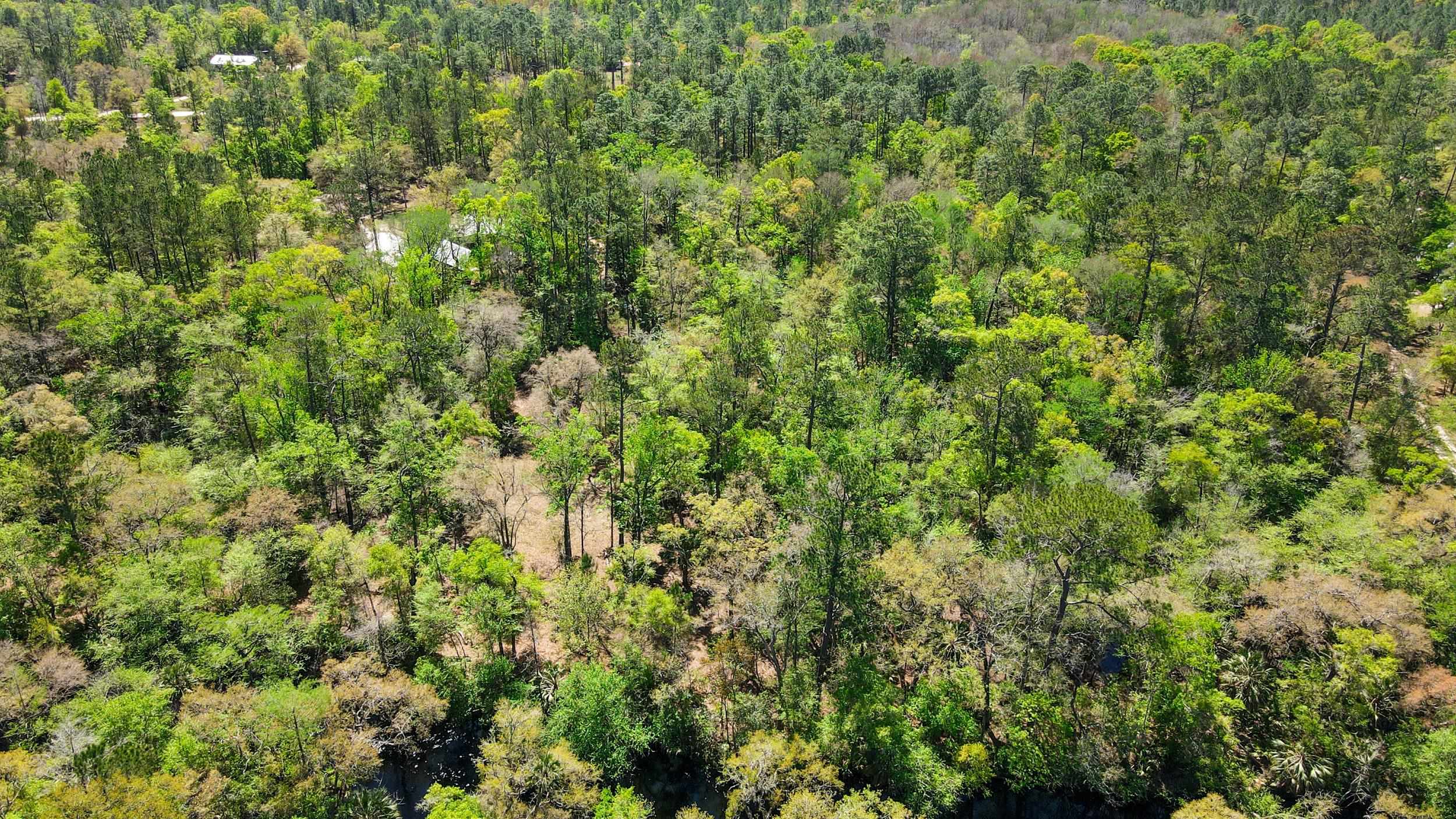 17600 Aucilla River Estates Road, LAMONT, Florida image 4