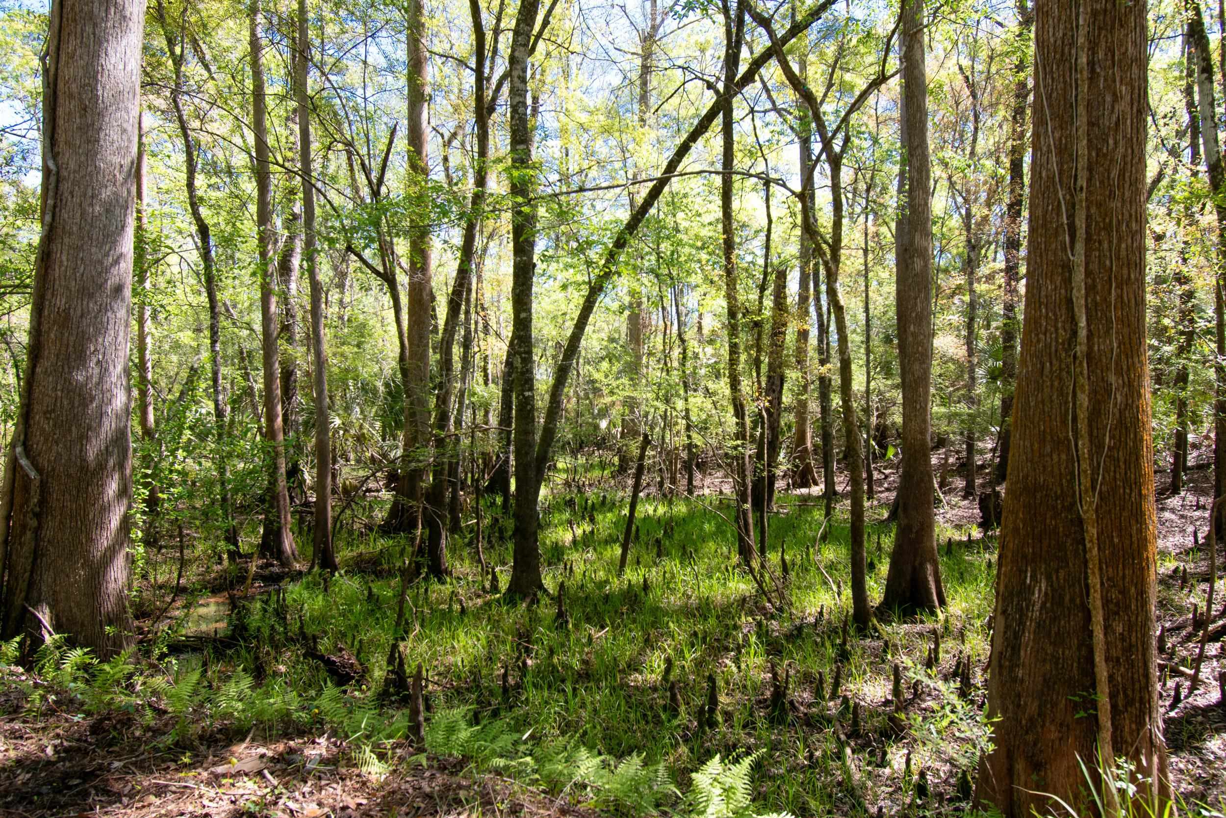 17600 Aucilla River Estates Road, LAMONT, Florida image 8