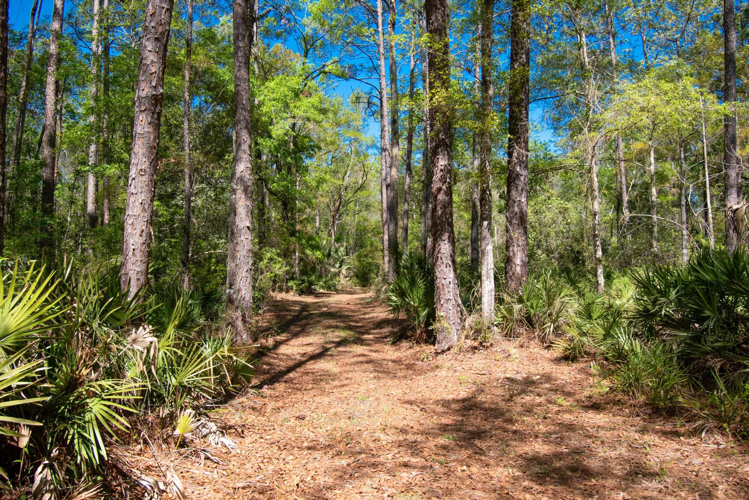 17600 Aucilla River Estates Road, LAMONT, Florida image 9